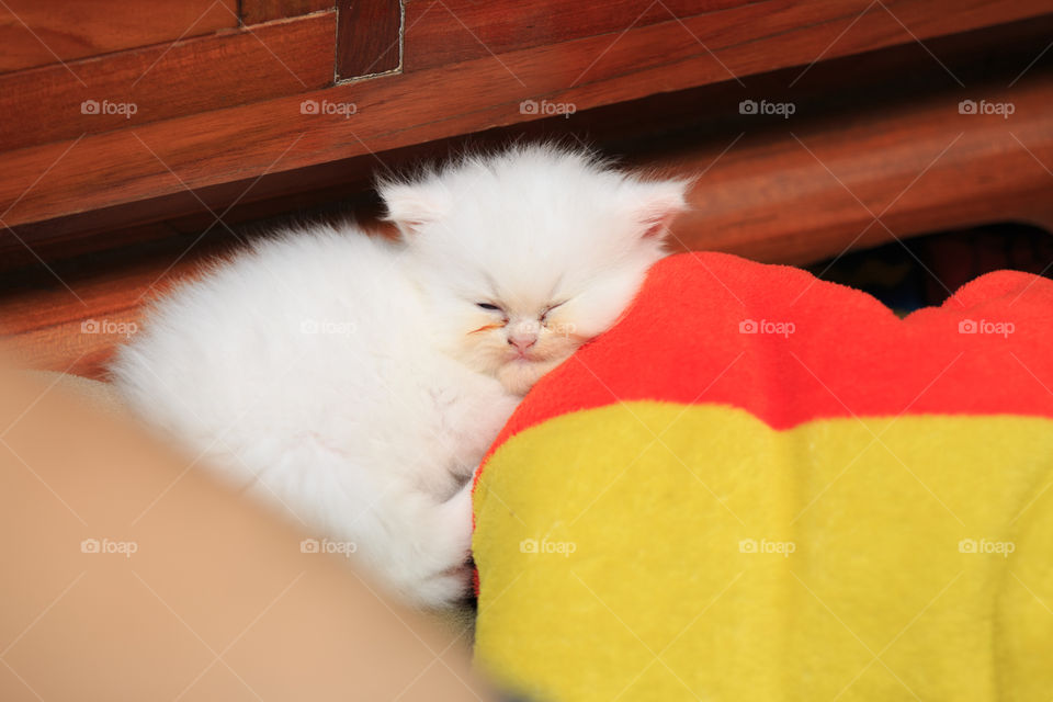 Kitten sleeping 