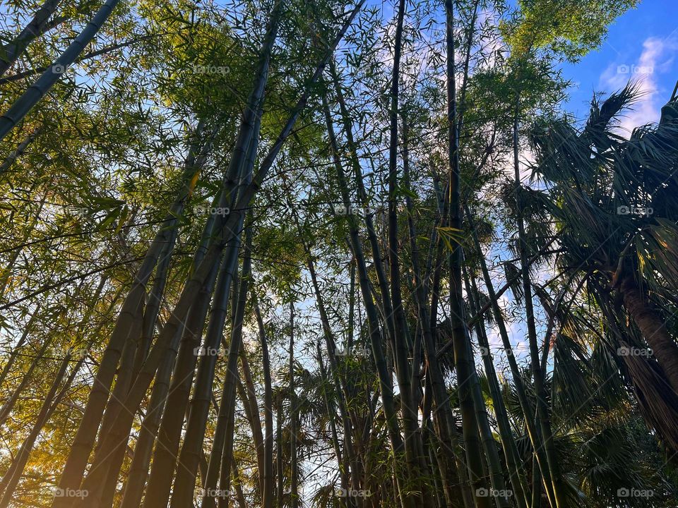 Wild bamboo reaching high to the sky 