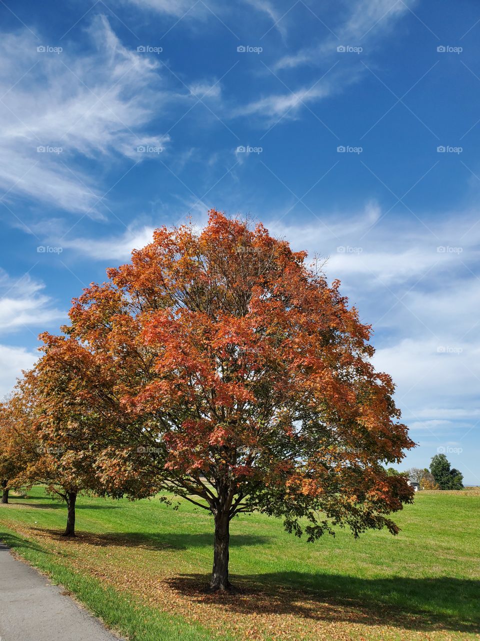 Large Tree with Brown Foliage