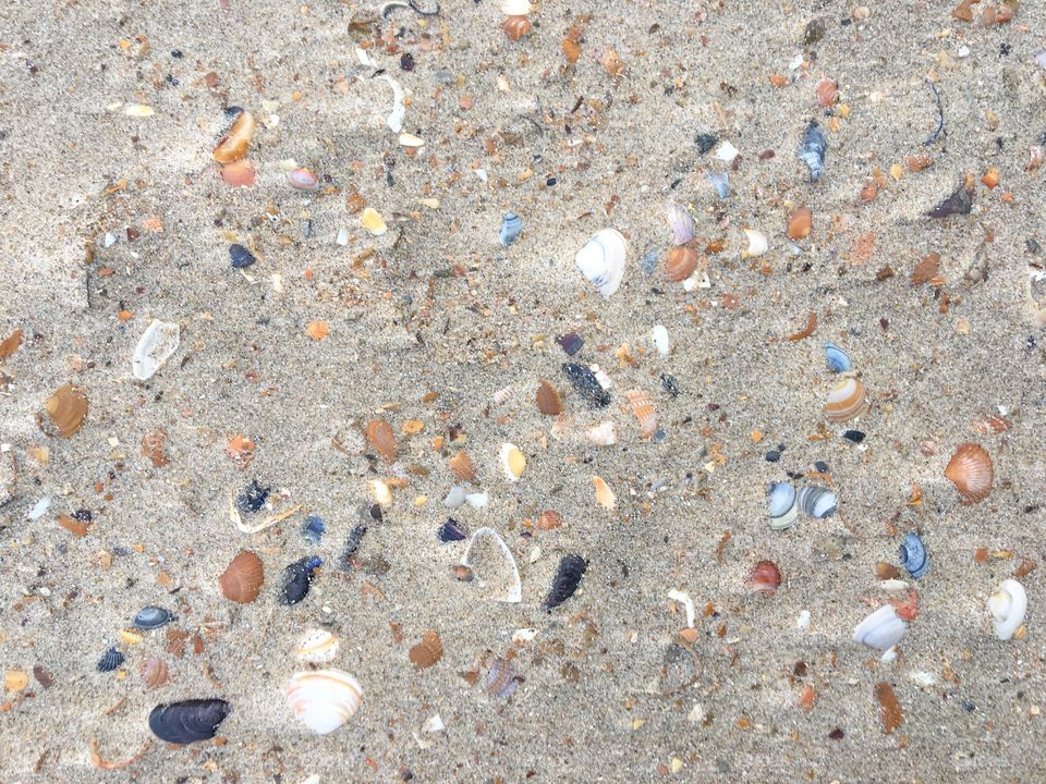 Seashells in Sand