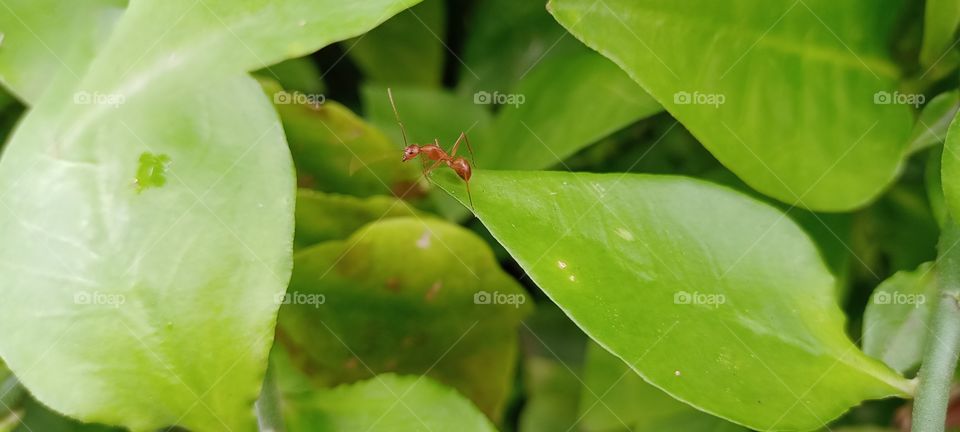 green tree ant macro photography