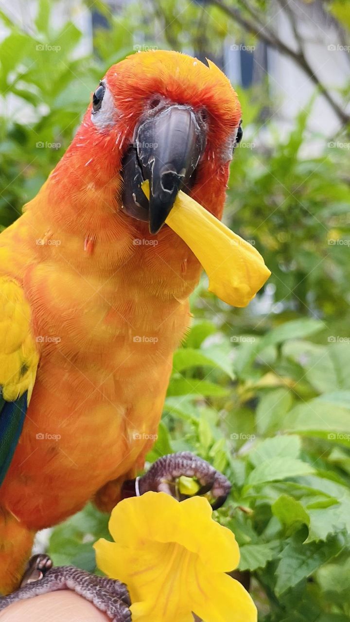 Birds and bees beauty