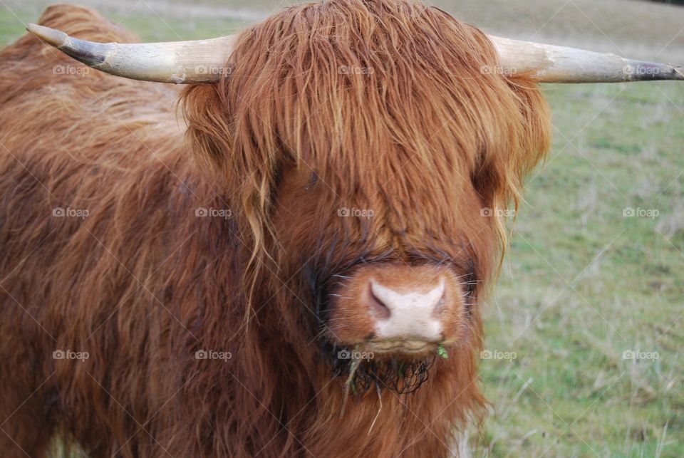 Long-haired cow