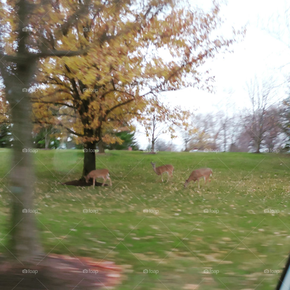 Driving through Ohio, you’ll be surprised to see who frequents the local scene. Deer are a regular sight!