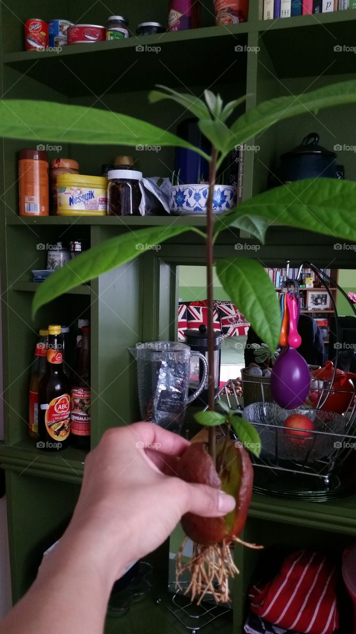 No Person, Food, Indoors, Bottle, People