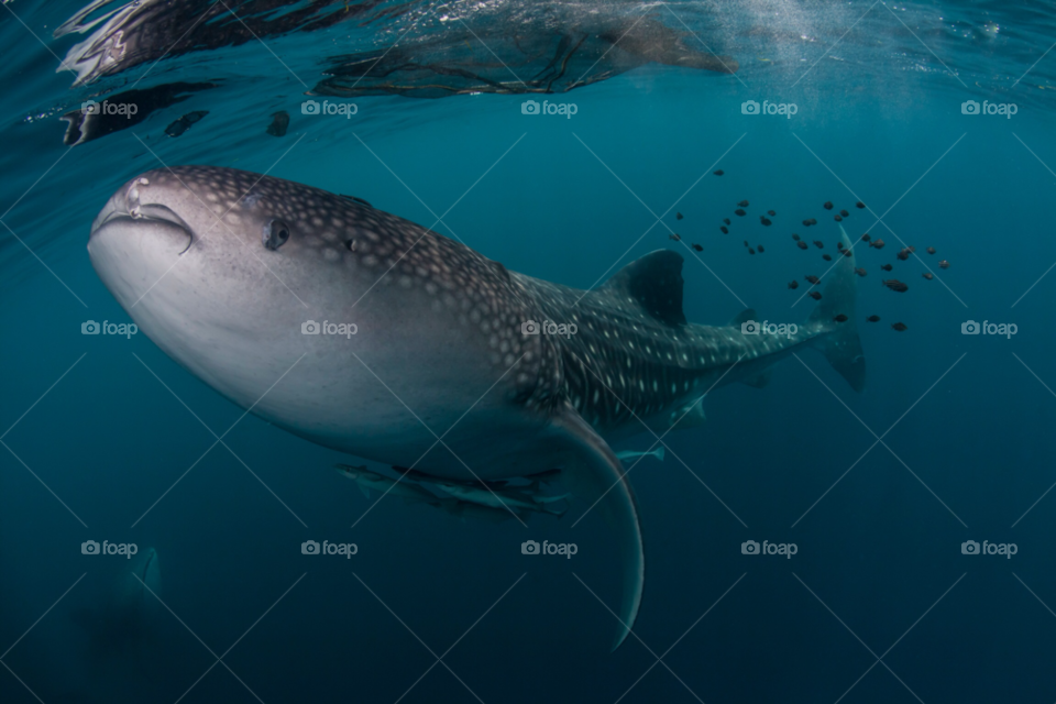 fish animal fishing underwater by paulcowell