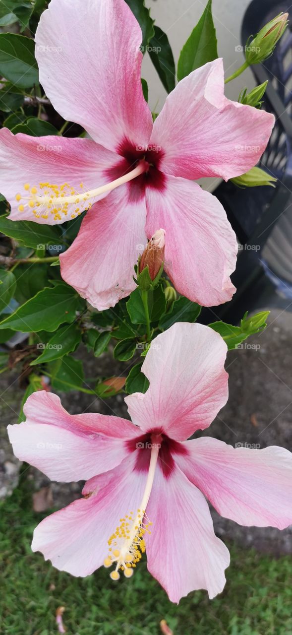 Hibiskus