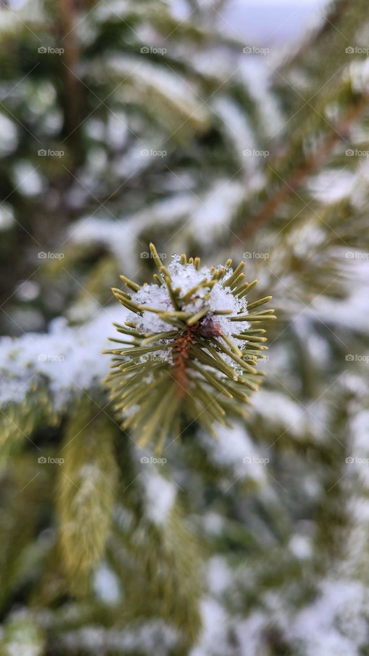 Snowfall on a tree