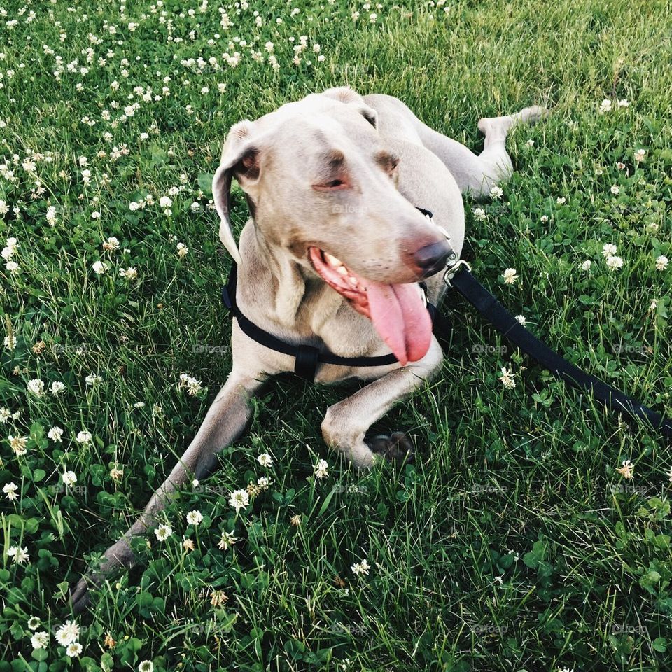 Panting Weimaraner 