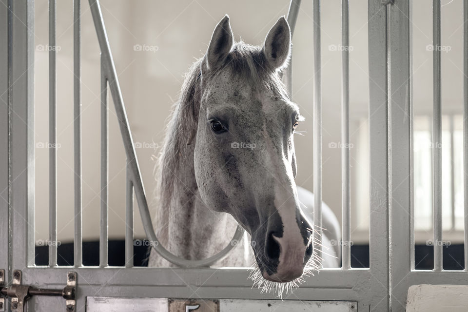 Arabian horse at the stables