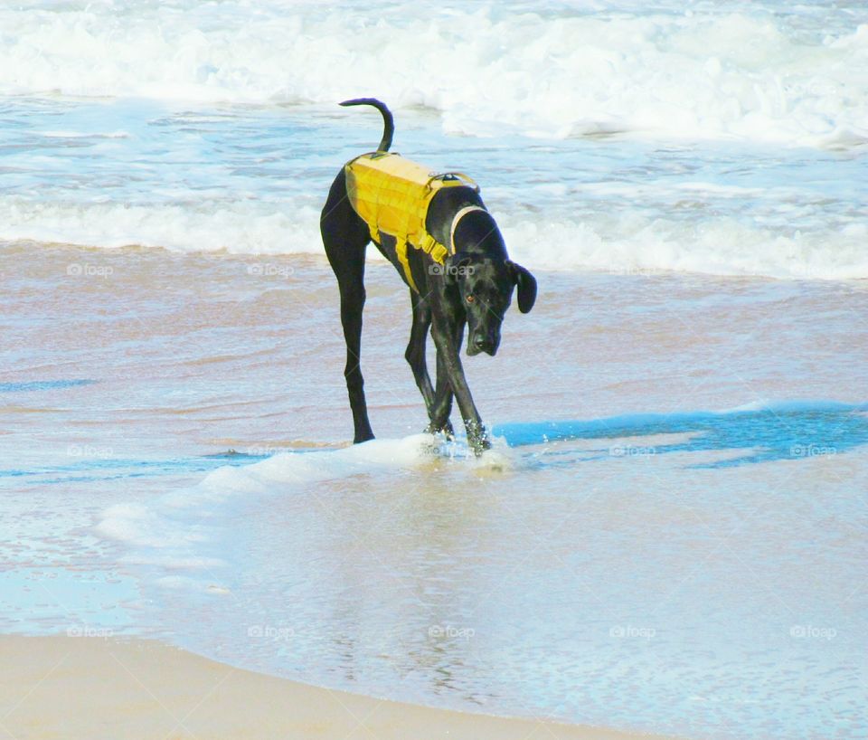 dog on beach