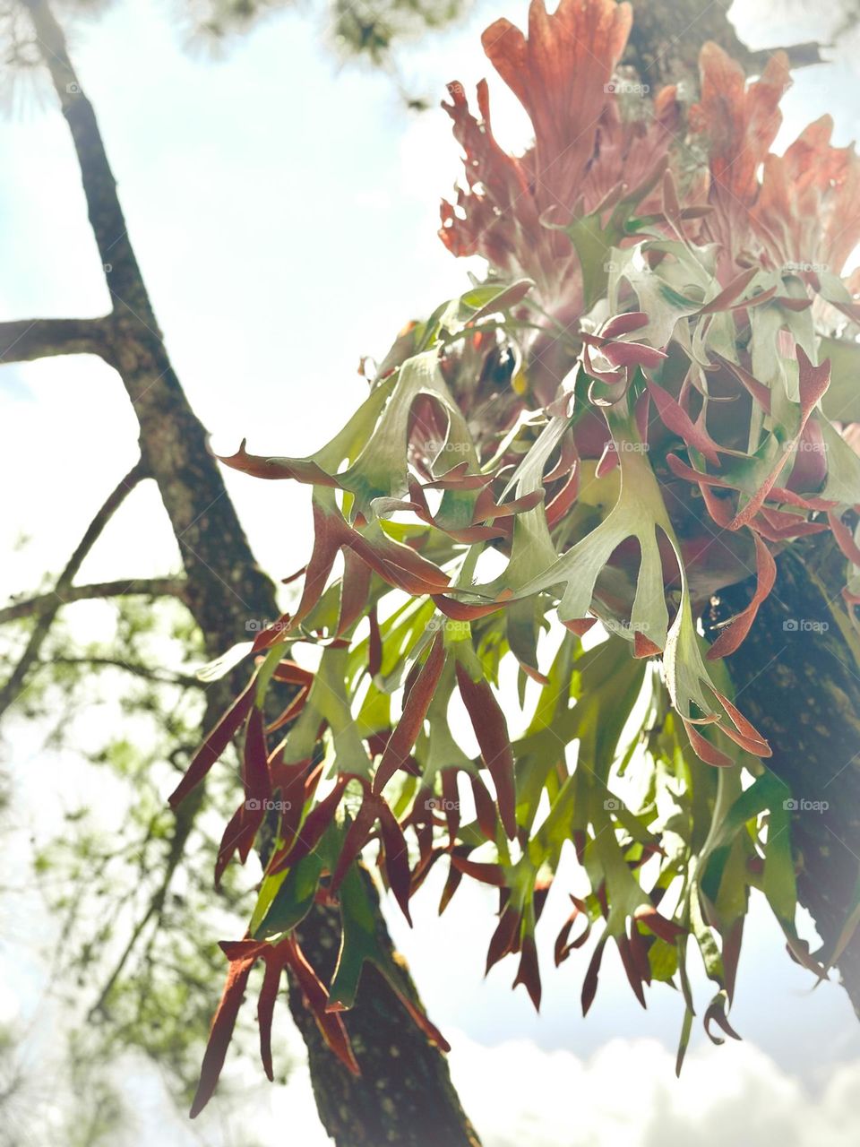 ornamental plants tanduk rusa, still grow abundantly in spring