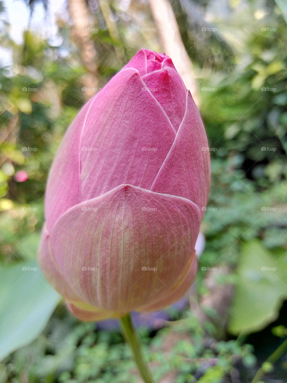 Lotus bud