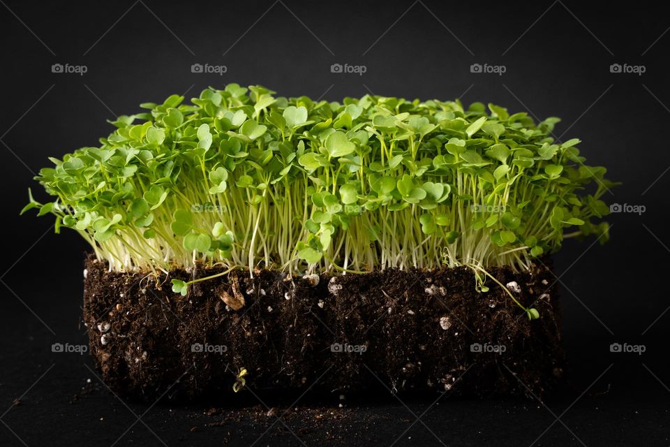 microgreen brocoli
