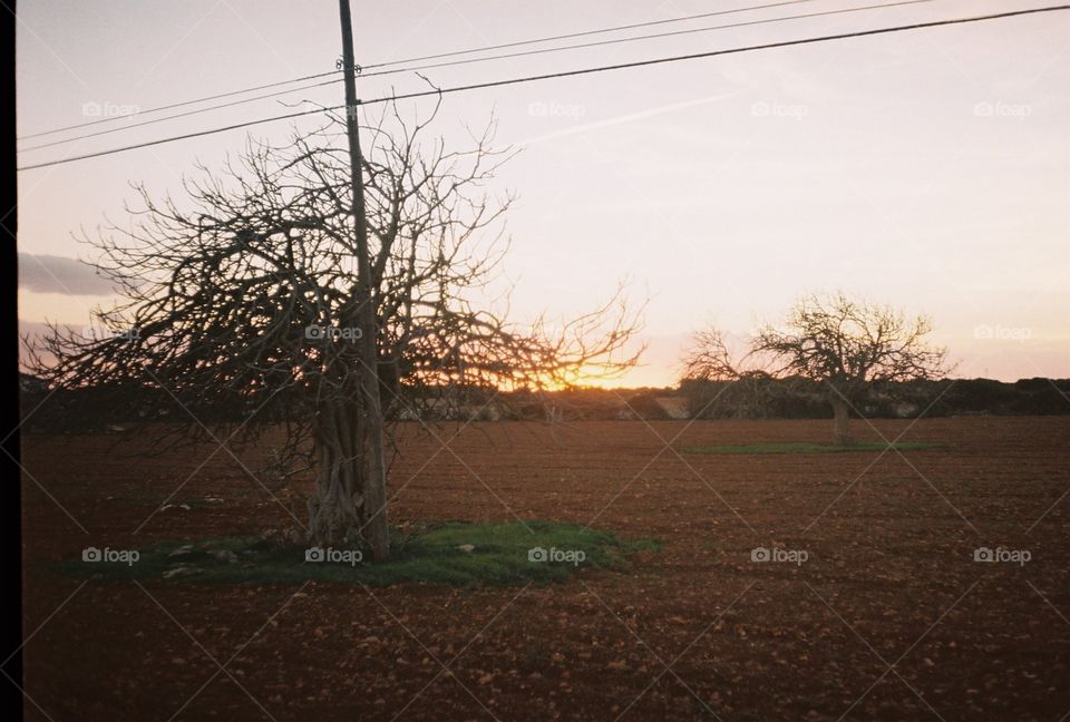 Analogue shot with canonette of fig trees silhouettes 