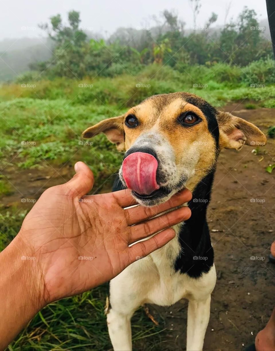 Dogs are best friends