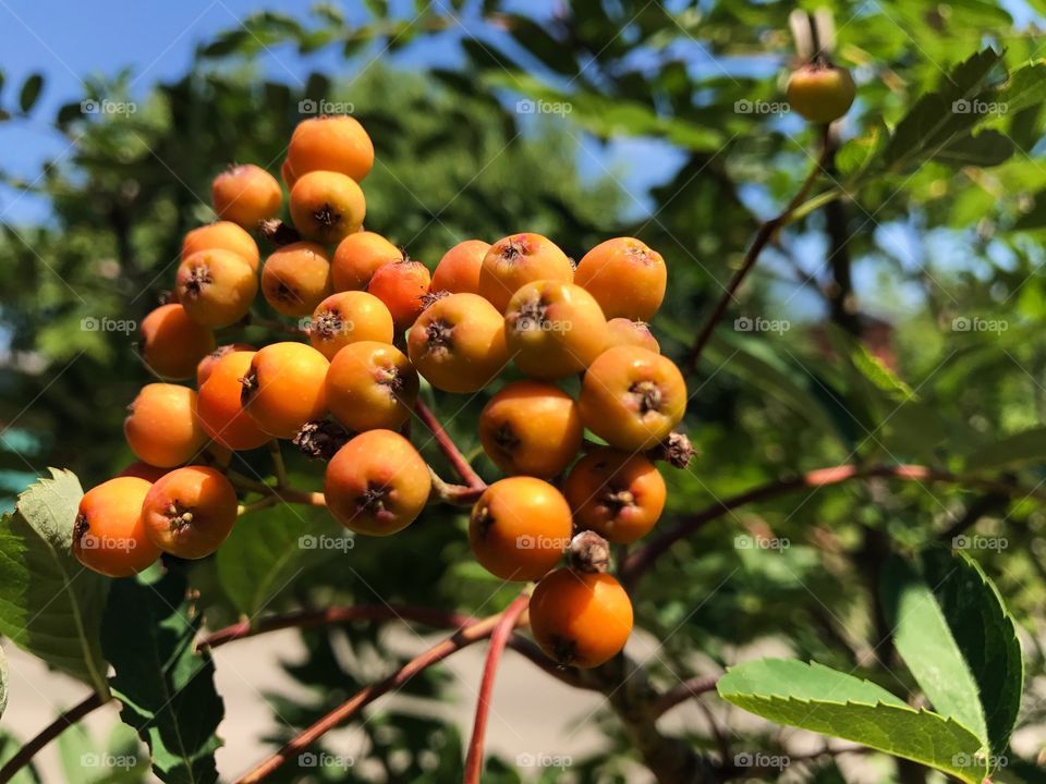 Fruit, No Person, Leaf, Tree, Food