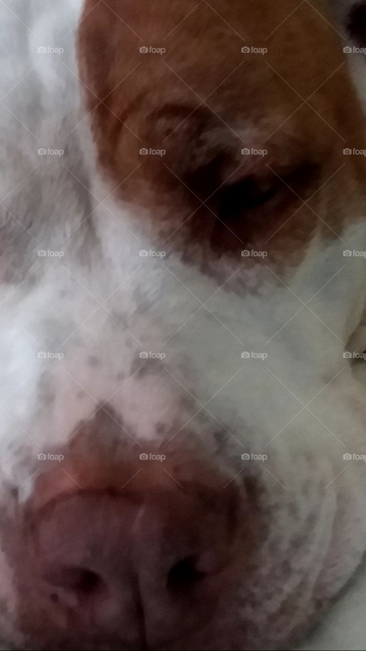 mindy just a in your face kind of dog