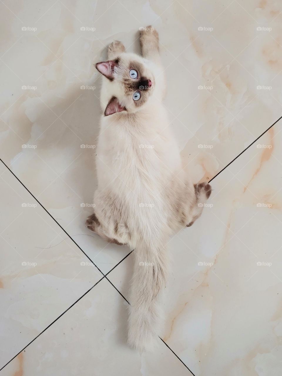 What Are You Looking ... Hooman?