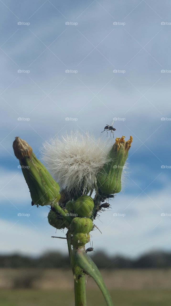 flora y fauna. insecto volando sobre una flor 