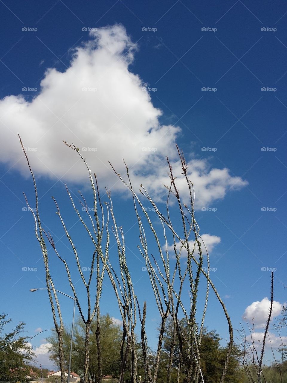 Ocotillo Holding The Cloud
