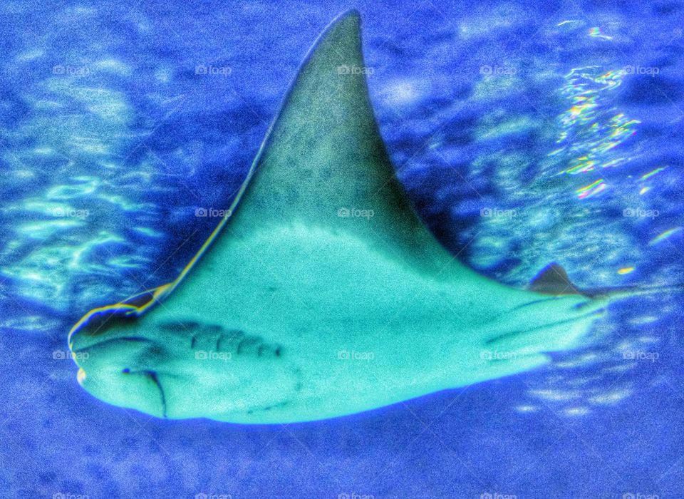 Graceful Manta Ray. Giant Manta Ray In Blue Water