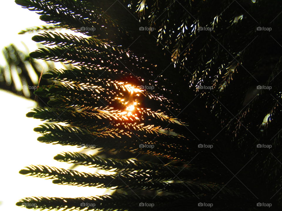 Beautiful sunset through trees or leaves with beautiful background