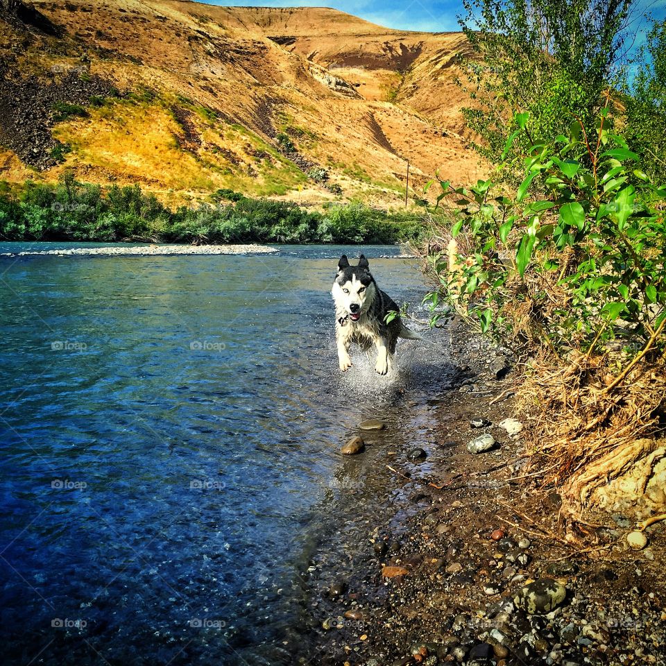 Dog running in a lake