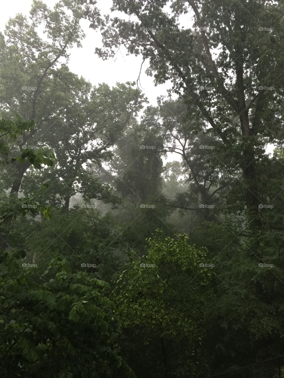 Rain in the Woods. Trees in a storm. 