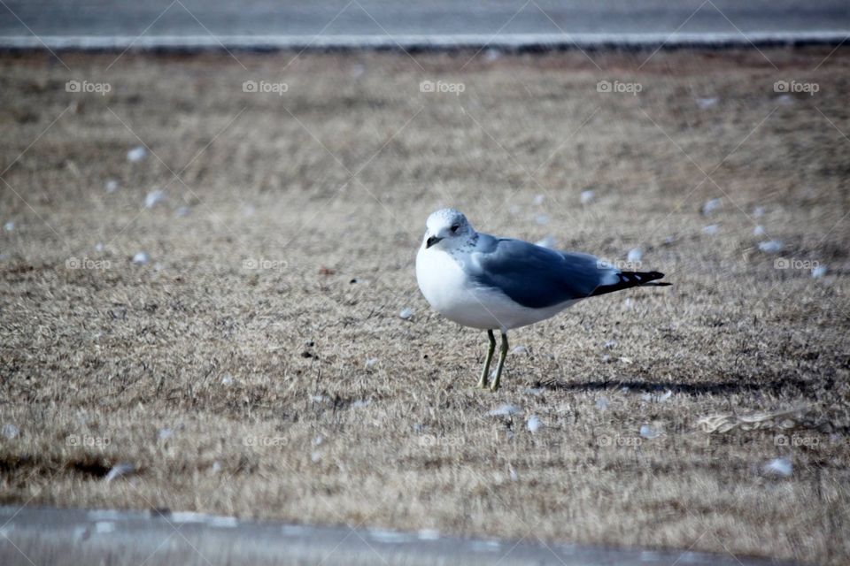Lonely Seagull