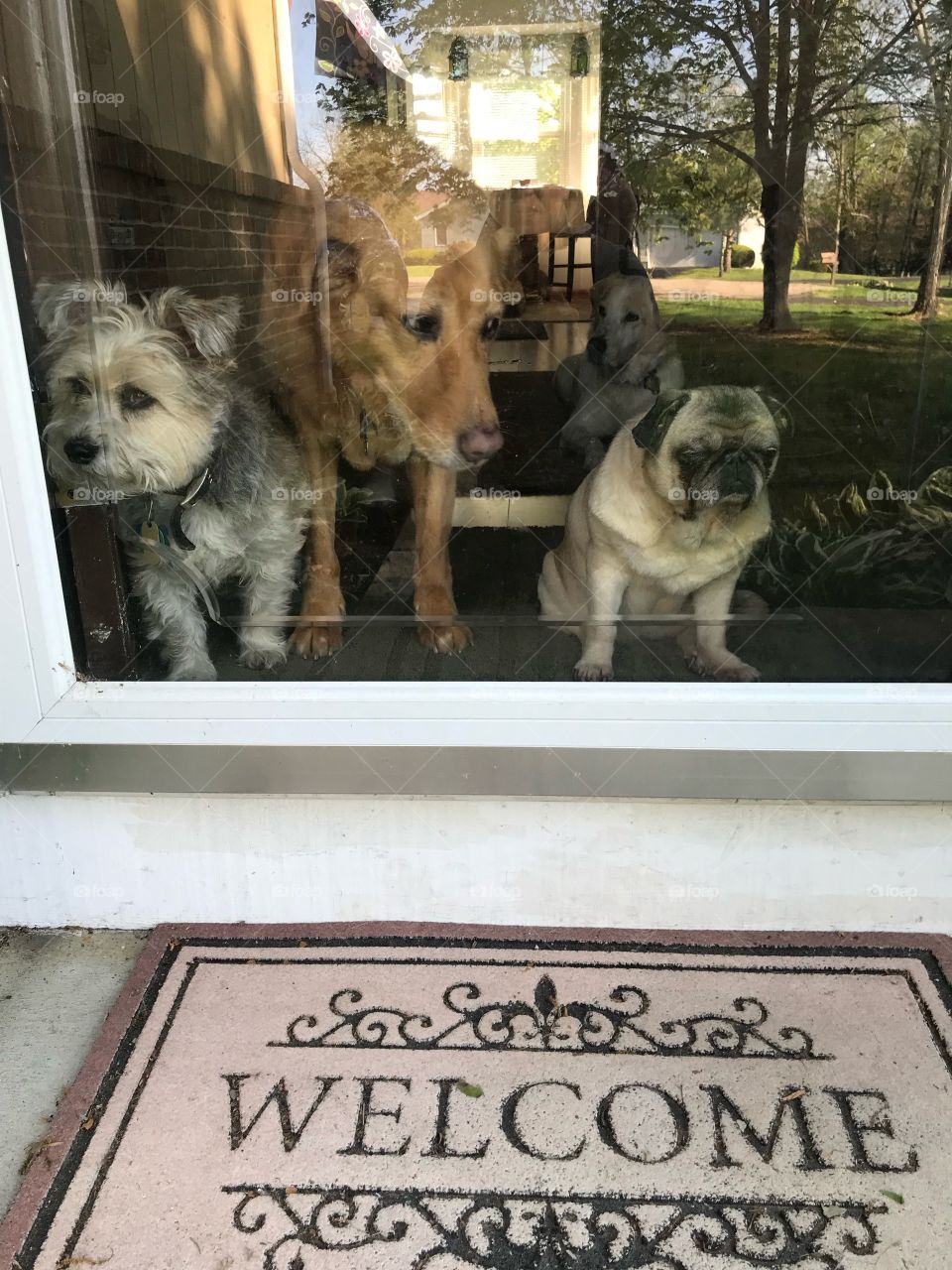 Dogs waiting for mom to return home