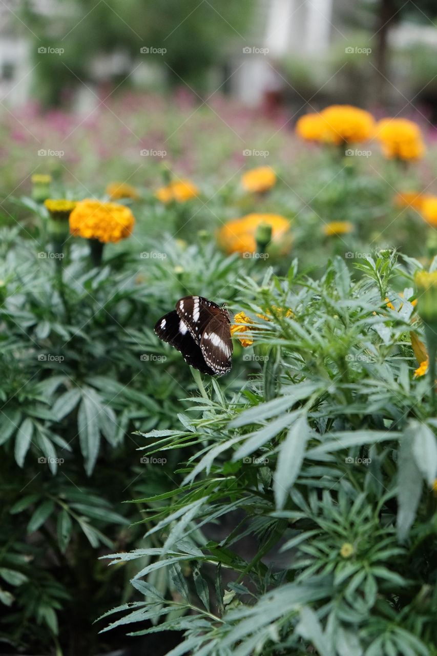 Butterfly at the garden….