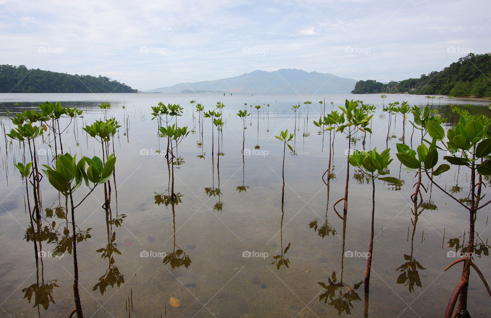 young mangroves