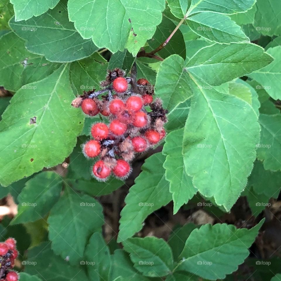 Hairy berries 