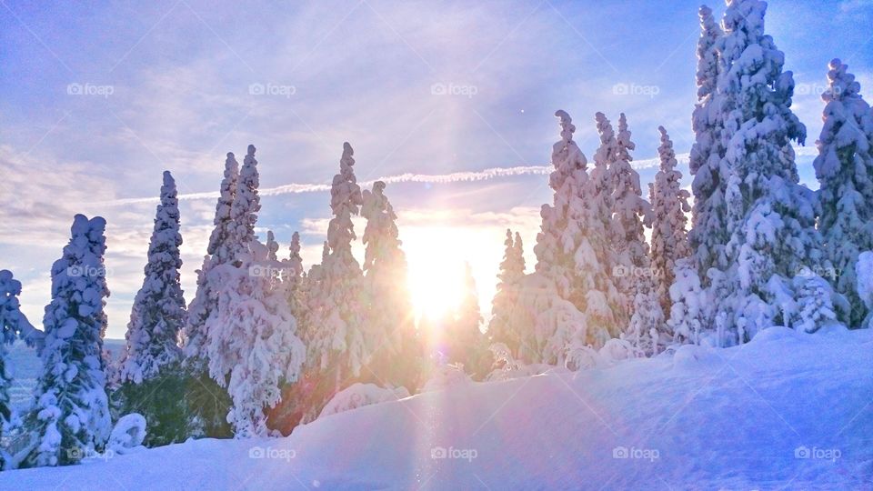 Winter Forest. Minus 20 Celsius