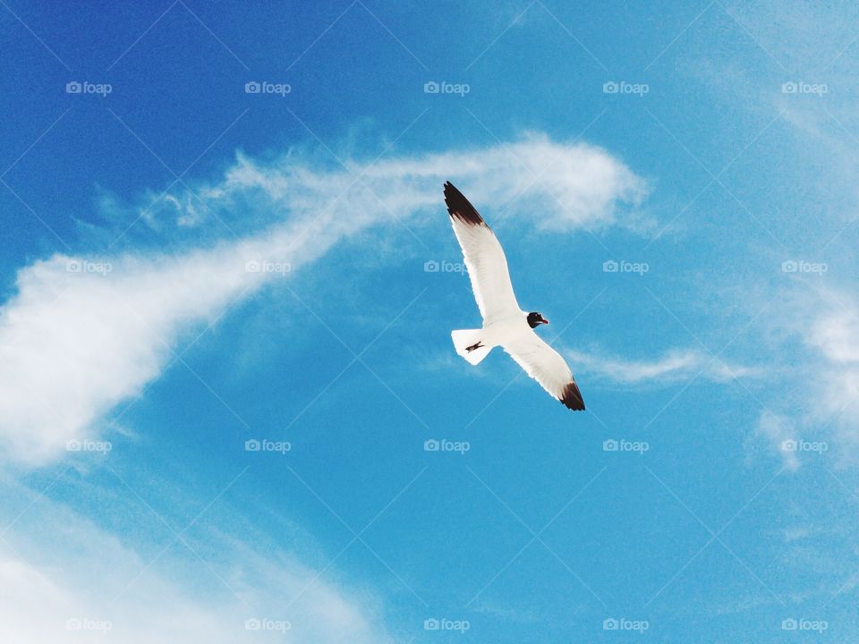 Bird in flight. Seagull in flight