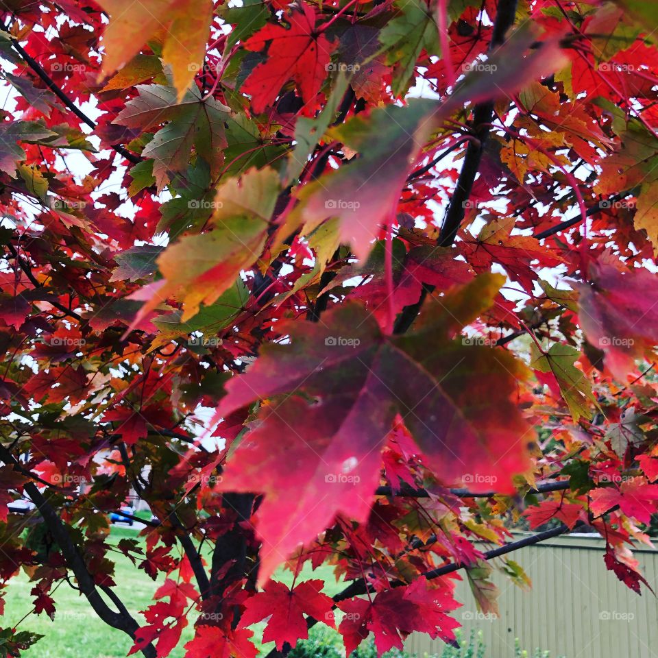 Maple leaves red leaf changing colors fall autumn 