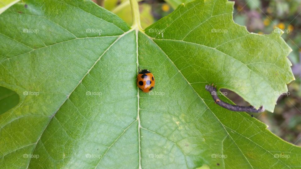 Ladybug in winter