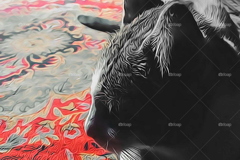 calm cute cat beautiful view