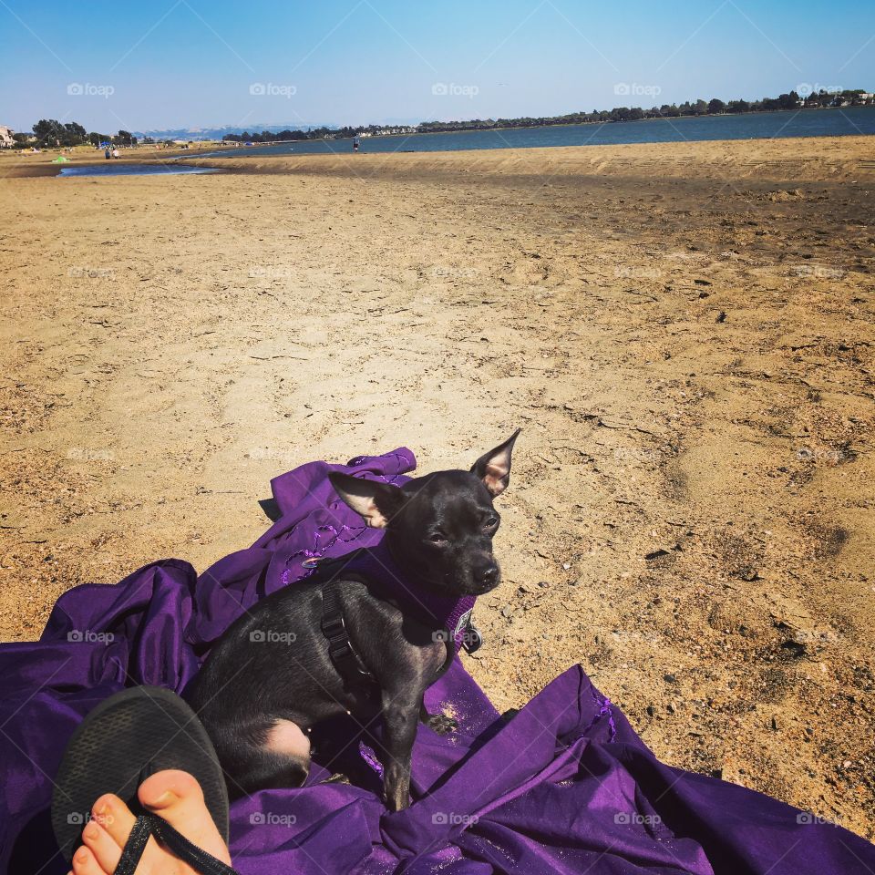 Beach bumming on a purple blanket with a puppy 