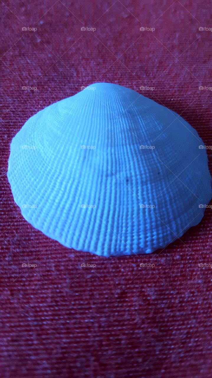shell blue