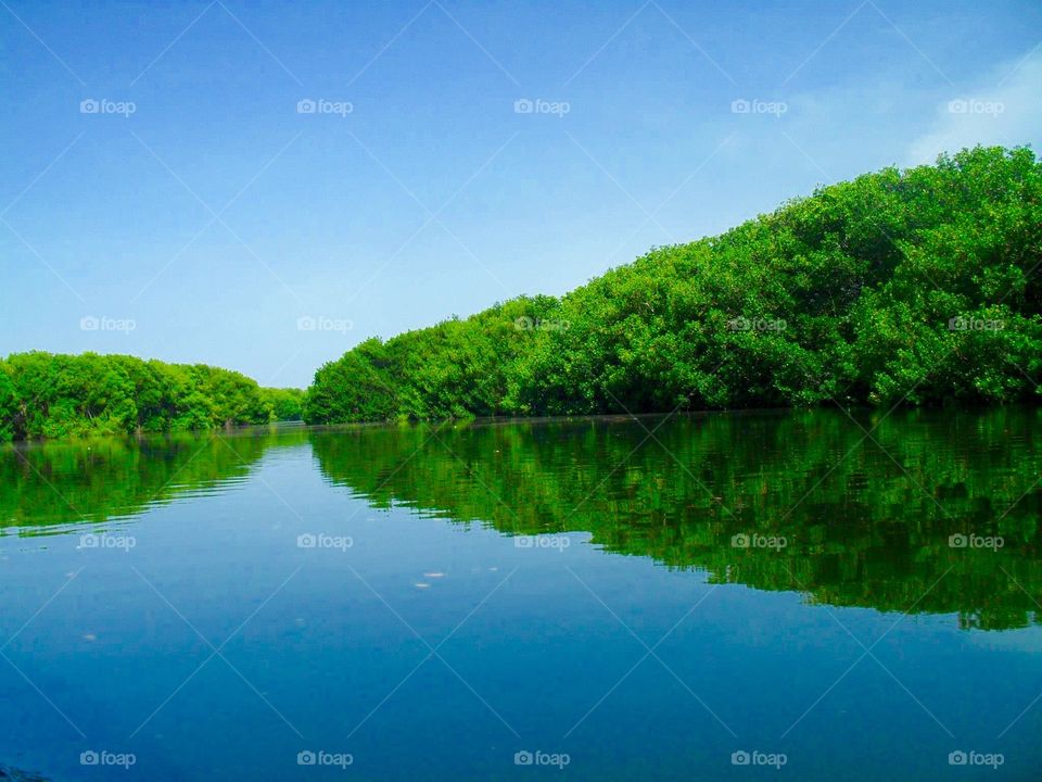 Trees reflected on idyllic lake