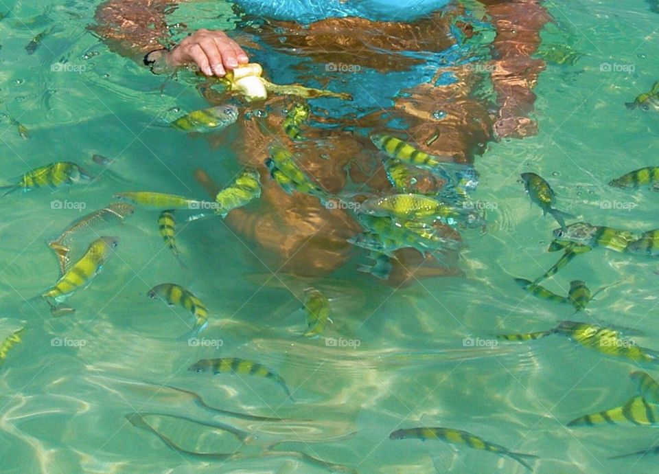 Fish feeding