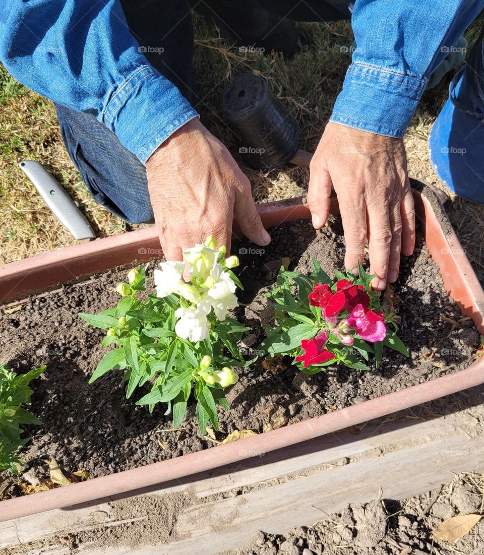 plantando en maceta