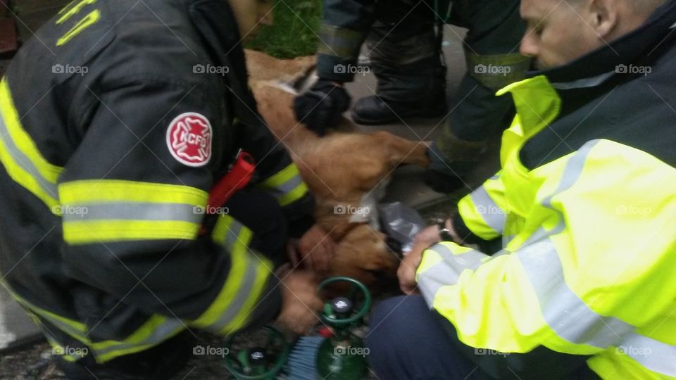 firemen save dog