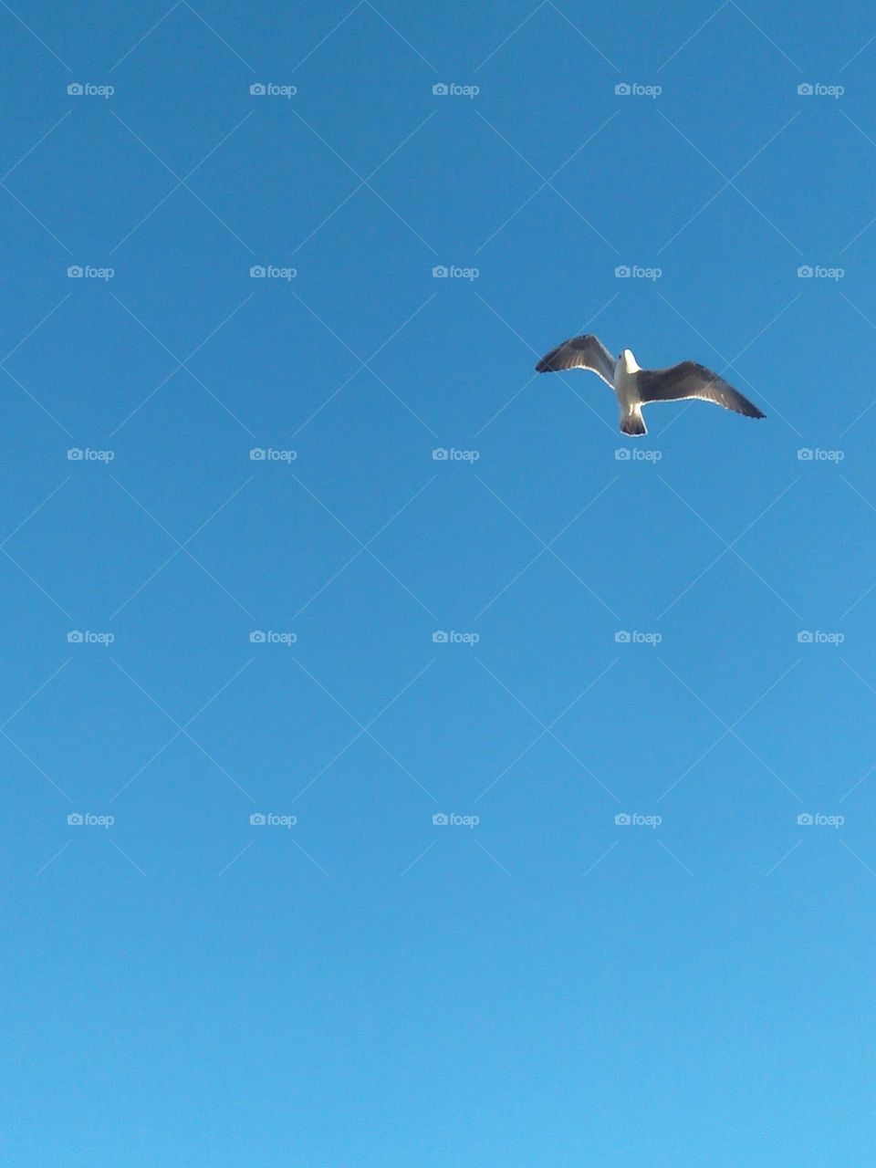 Beautiful flying seagull cross the sky.