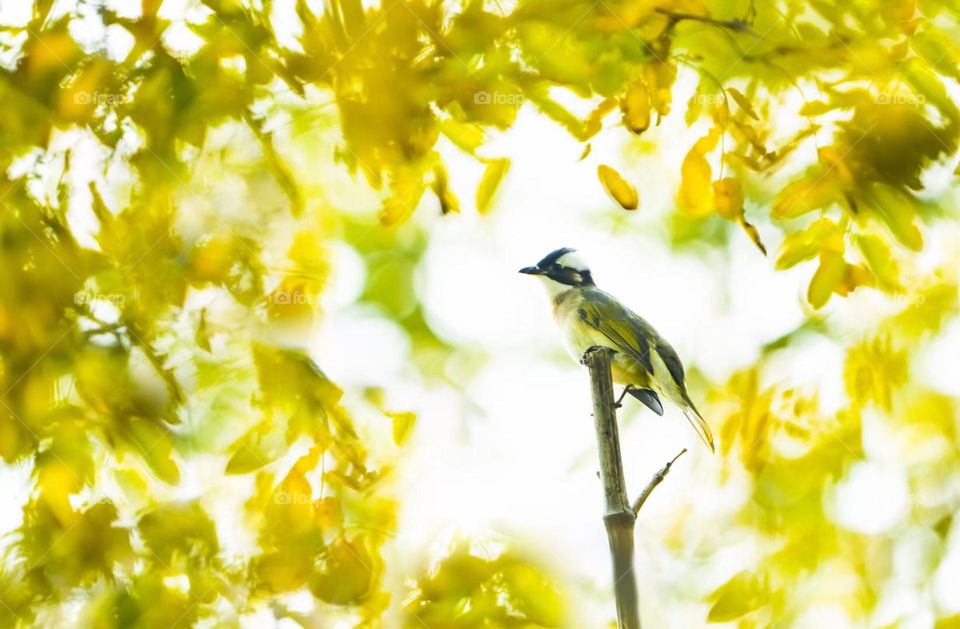 Beautiful colorful autumn , birds