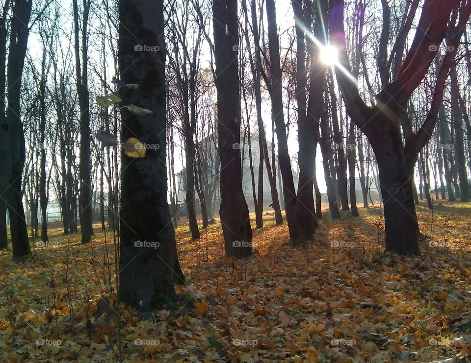 Tree, Wood, Fall, Landscape, Backlit