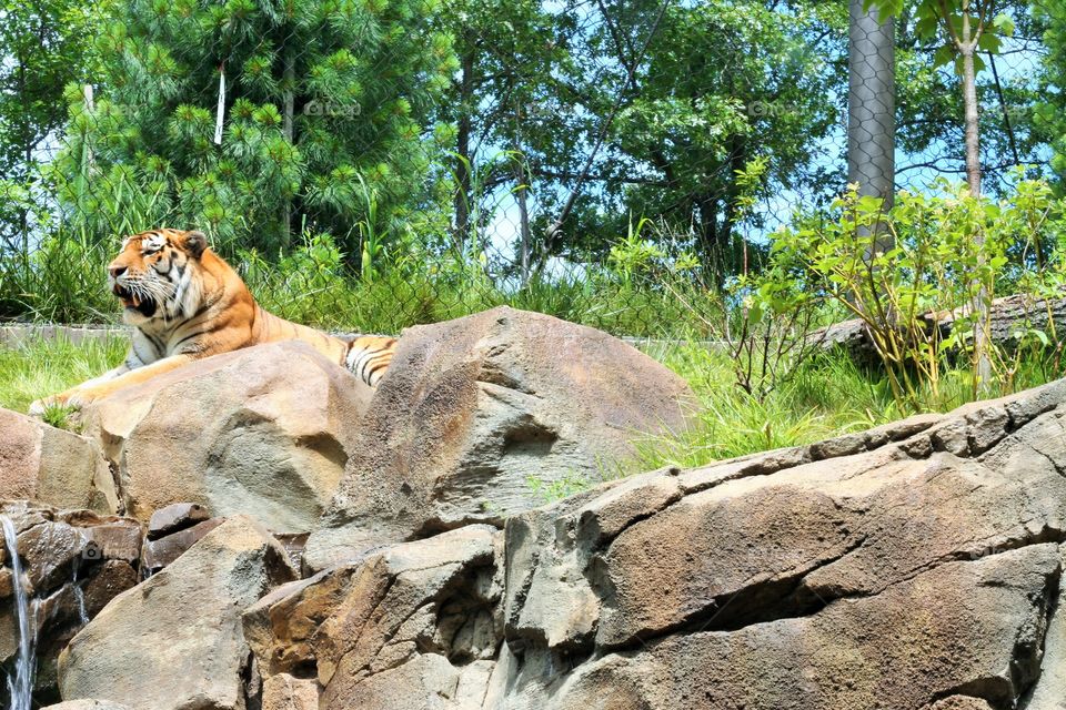 Tiger on the rocks

