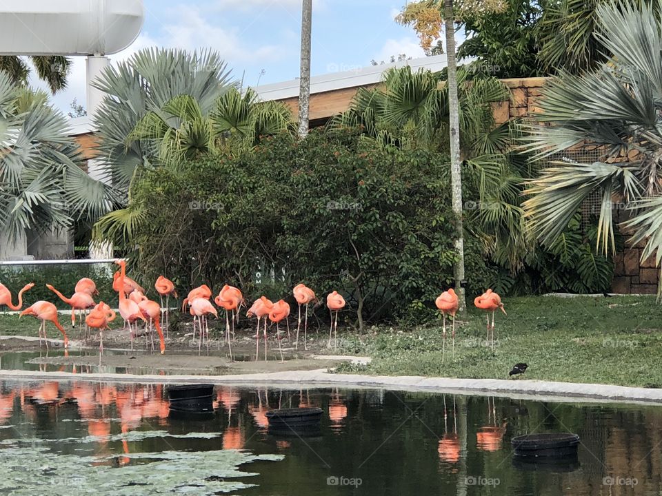 Muchos flamingos